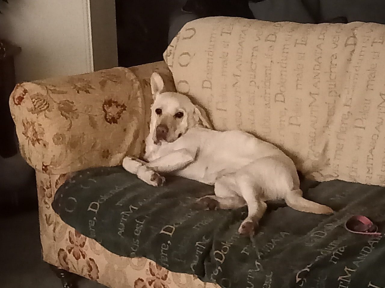 Molly, Chief<br />
Security Officer, enjoying a bit of down time.